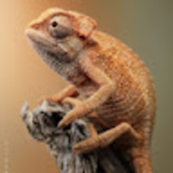 Meet your Posher, Liam - Picture 1 of 1